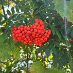 Sorbus americanaFruit