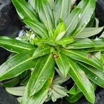 Euphorbia stygiana Hoja