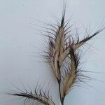 Bromus lanceolatus 果実
