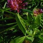 Trifolium wormskioldii عادت داشتن