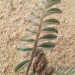 Astragalus eremophilus Leaf