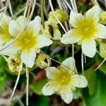 Saxifraga exarata 花