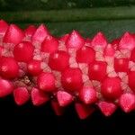 Anthurium bakeri Fruit