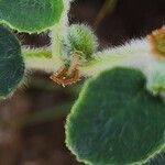 Euphorbia petiolata Ffrwyth