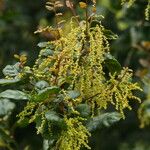 Quercus agrifolia 花