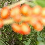 Erythrina globocalyx Vaisius