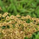 Sorbaria kirilowii ফল