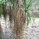 Pandanus tectorius 整株植物