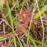 Drosera × obovata ഇല