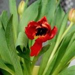 Tulipa gesnerianaFlower