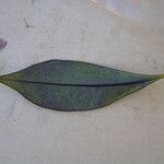 Thiollierea parviflora Otro