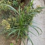 Sorghum halepense (L.) Pers.Blatt