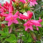 Rhododendron hirsutum Λουλούδι