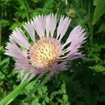 Centaurea pullata花