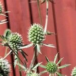 Eryngium planum Flower