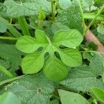 Ipomoea pes-tigridis Leaf