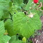 Rubus parviflorus Fruto