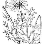 Leucanthemum monspeliense Diğer