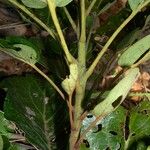 Kermadecia rotundifolia Rhisgl