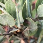 Arctostaphylos columbiana ᱥᱟᱠᱟᱢ