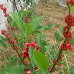 Erythrina crista-galli Kvet
