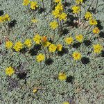 Eriogonum caespitosum Hábitos