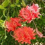 Hibiscus schizopetalus 花