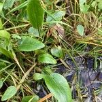 Potamogeton polygonifolius Leaf