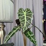 Alocasia sanderiana Leaf
