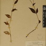 Strobilanthes pentastemonoides Іншае