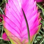 Tillandsia guatemalensis 花
