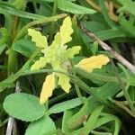 Dysphania pumilio Hoja