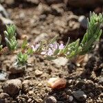 Lythrum thymifolia Hábitos