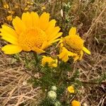 Anacyclus radiatus Flower