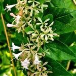 Abelia chinensis Flower