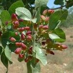 Pistacia vera Fruit