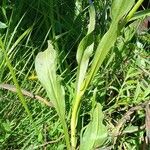 Pseudopodospermum hispanicum Habitat