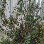 Agapetes incurvata Alkat (teljes növény)