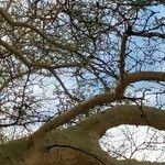 Vachellia xanthophloea Bark