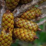 Raphia hookeri Fruto