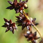 Juncus alpinoarticulatus Çiçek