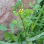 Sisymbrium erysimoides Staniste