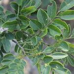 Lonchocarpus lanceolatus List