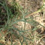 Eryngium amethystinum Blad