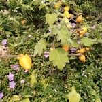 Solanum mammosum Fruit