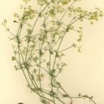 Galium obliquum عادت