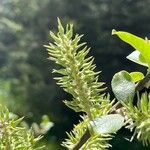 Salix appendiculata Φρούτο