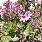 Pelargonium cucullatum Blad