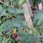 Lantana canescens Лист