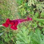 Celosia argenteaΛουλούδι